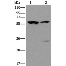 兔抗TRIM27多克隆抗體