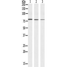 兔抗PDE4C多克隆抗體