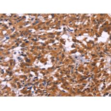 兔抗MSH4多克隆抗體