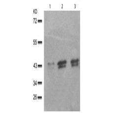 兔抗MAPK1 MAPK3 (Phospho-Thr185 202)多克隆抗體
