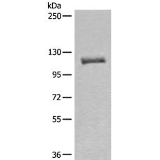 兔抗MLLT10多克隆抗體