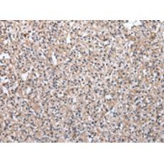 兔抗MRPS30多克隆抗體