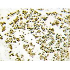 兔抗MSC多克隆抗體