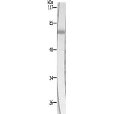 兔抗NUB1多克隆抗體