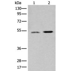  兔抗WDFY1多克隆抗體