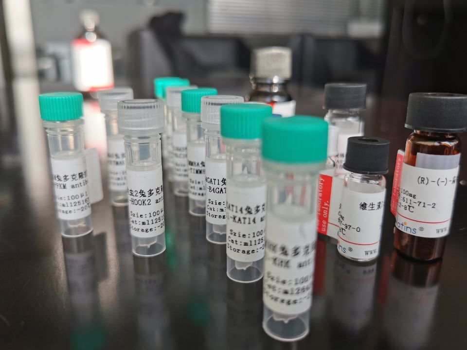 抗體親和純化收集液