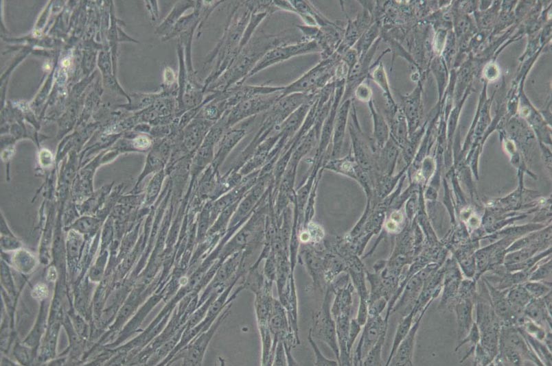 BHK-21/C-13倉鼠腎成纖維細(xì)胞