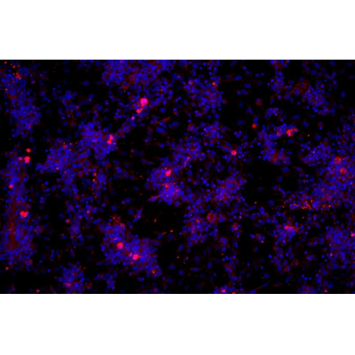 小鼠真皮微血管內(nèi)皮細(xì)胞