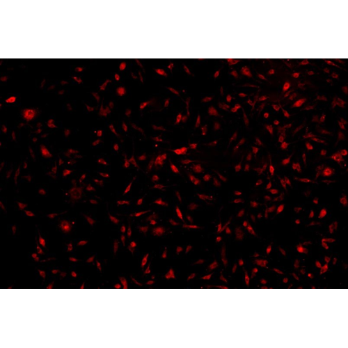 小鼠脂肪干細胞