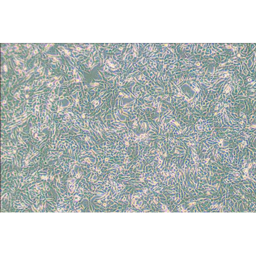 SUM159PT人乳腺癌細胞