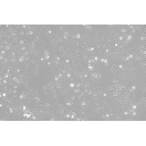 SV-HUC-1人輸尿管上皮永生化細胞