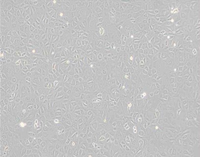 WB-F344大鼠肝上皮樣干細(xì)胞