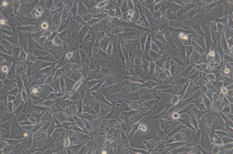 A-375人惡性黑色素瘤細(xì)胞