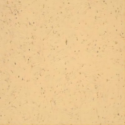 人關(guān)節(jié)軟骨細胞永生化