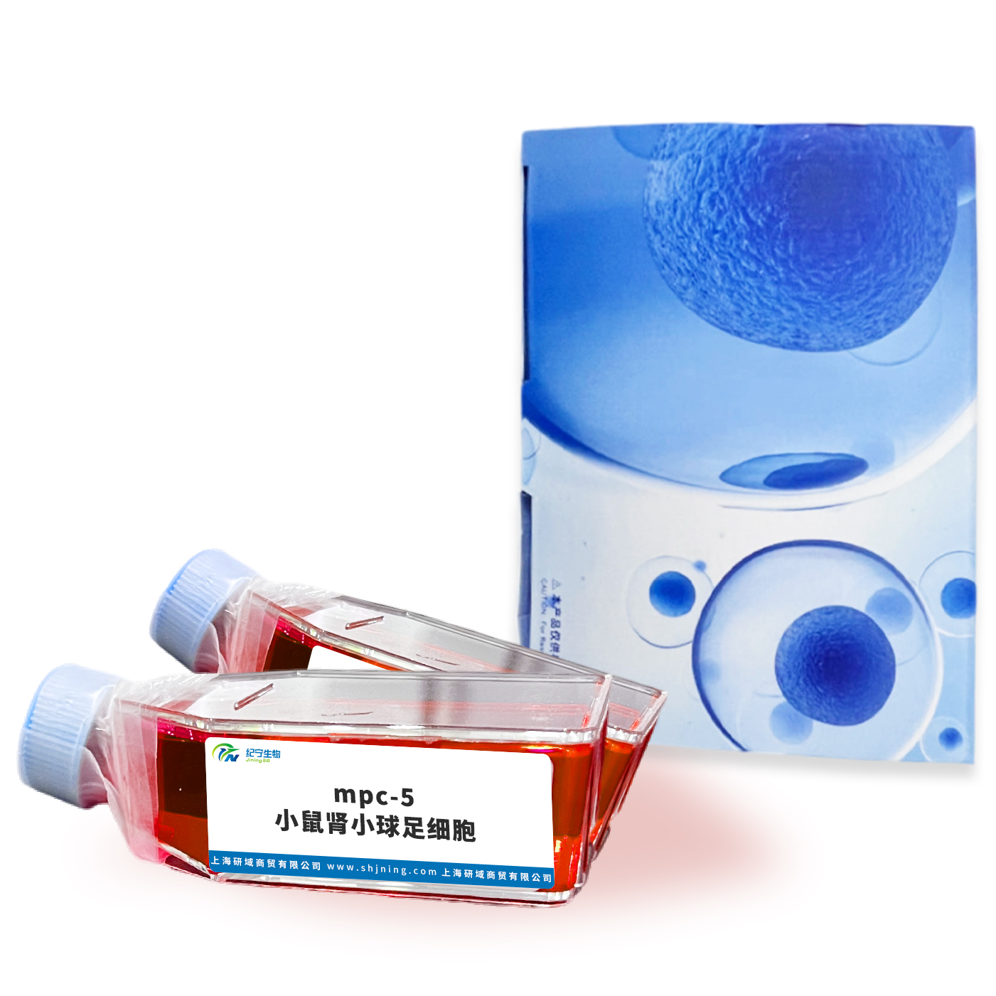 mpc-5小鼠腎小球足細胞