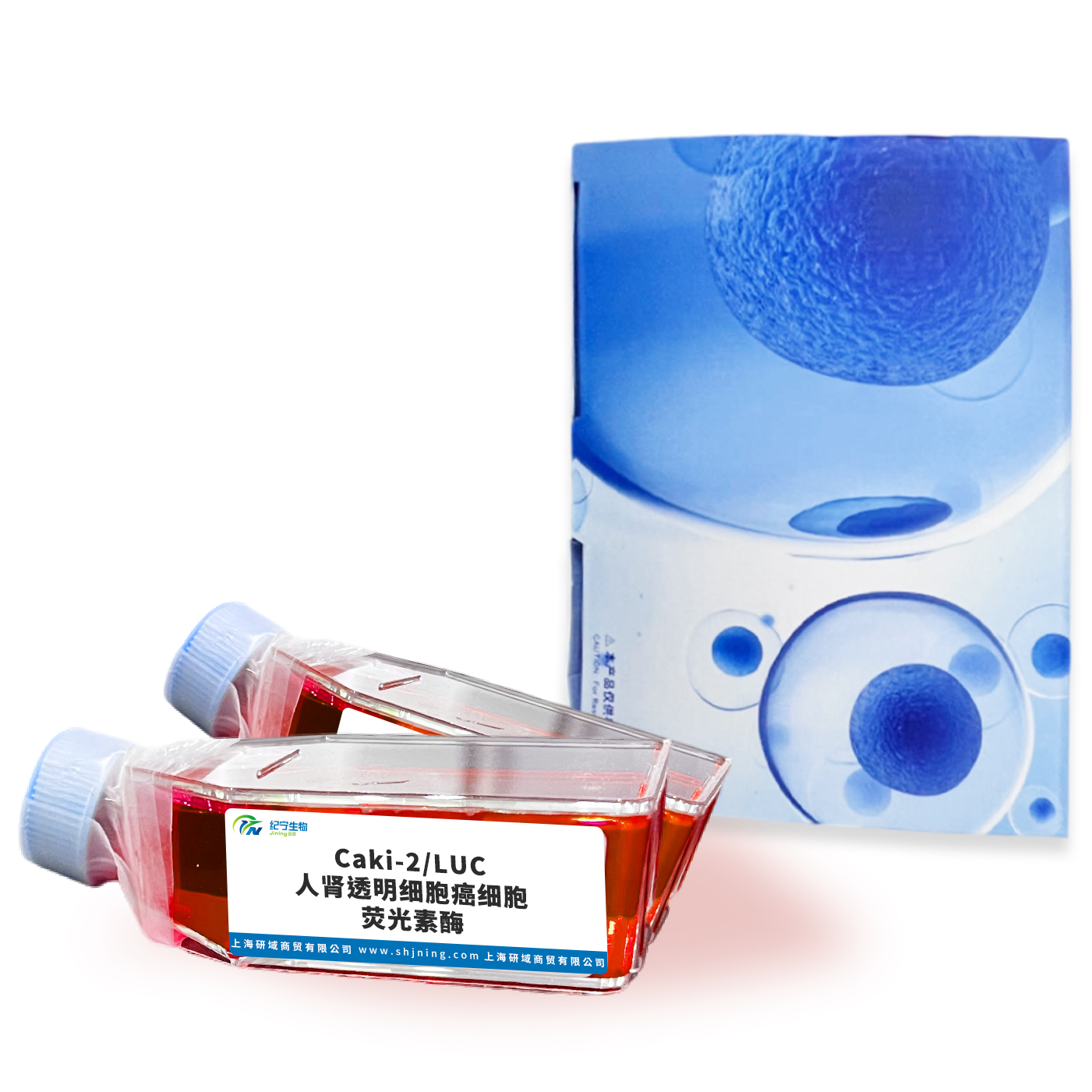 Caki-2/LUC人腎透明細(xì)胞癌細(xì)胞熒光素酶