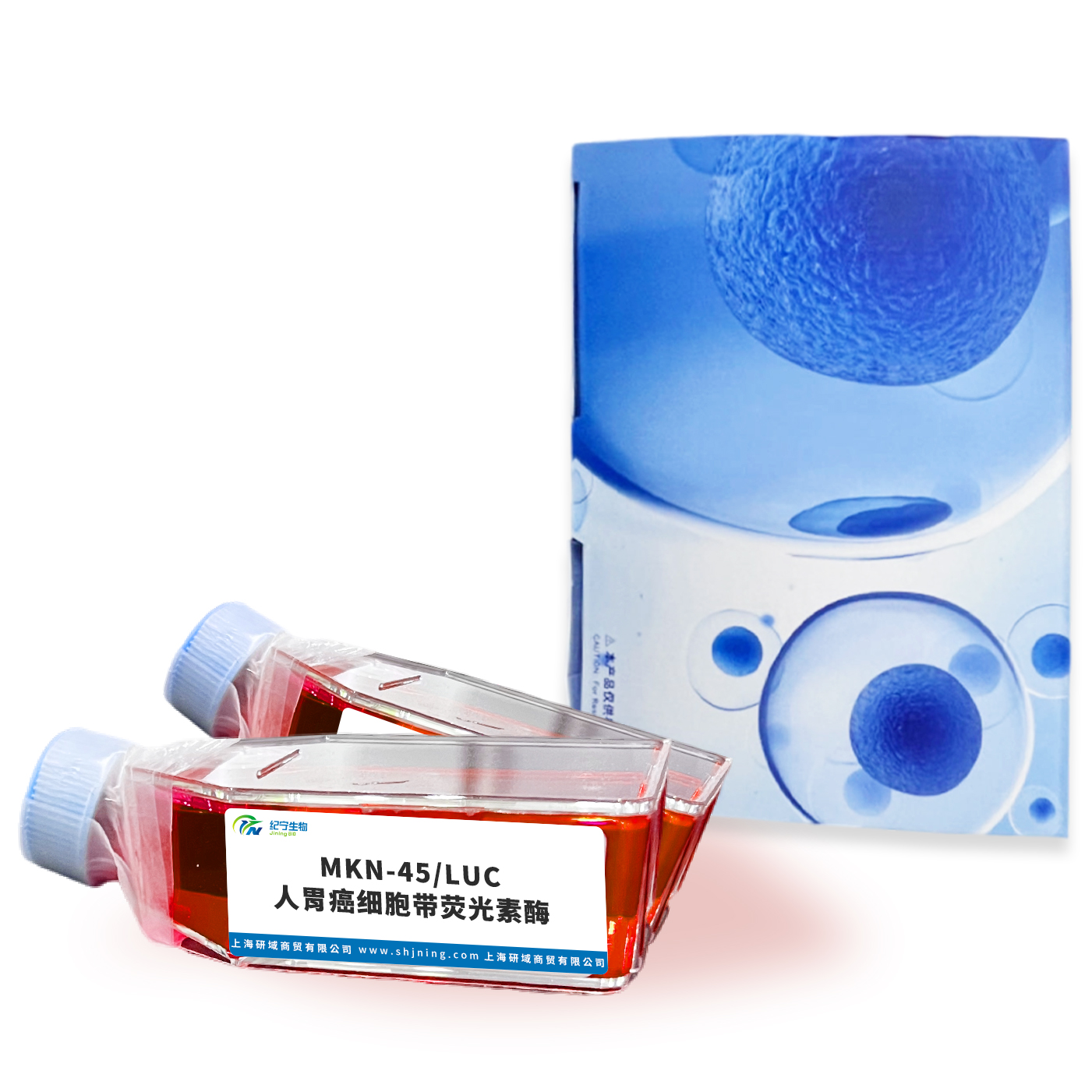 MKN-45/LUC人胃癌細胞帶熒光素酶