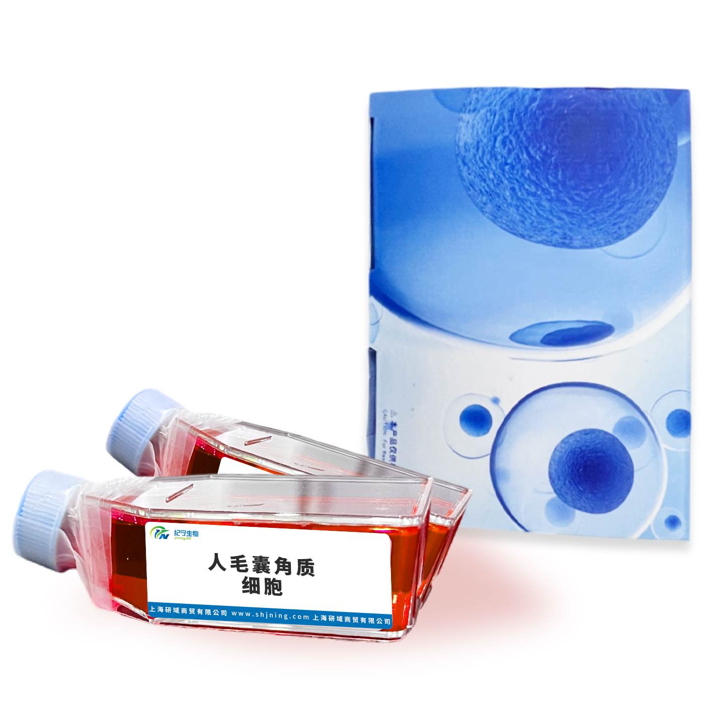 人毛囊角質(zhì)細胞