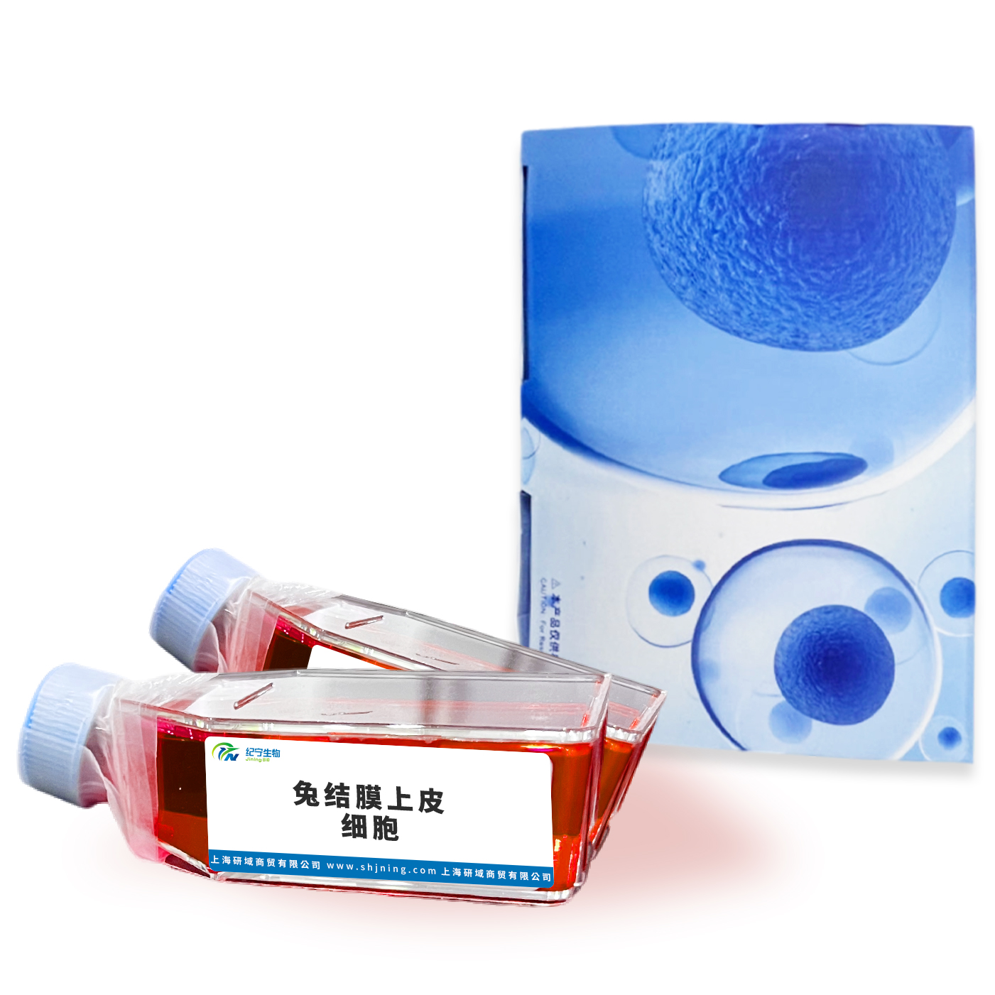 兔結(jié)膜上皮細胞