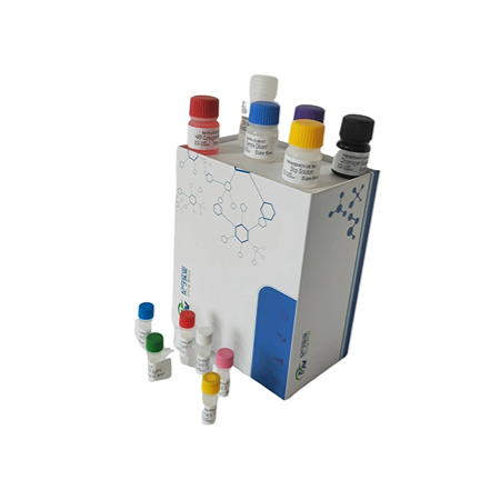 小鼠甲狀旁腺激素相關(guān)蛋白(PTHrP)ELISA試劑盒