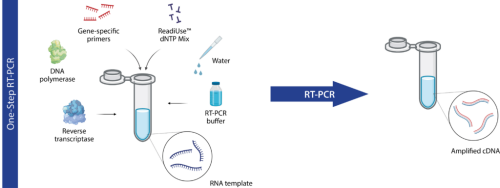 RT-PCR